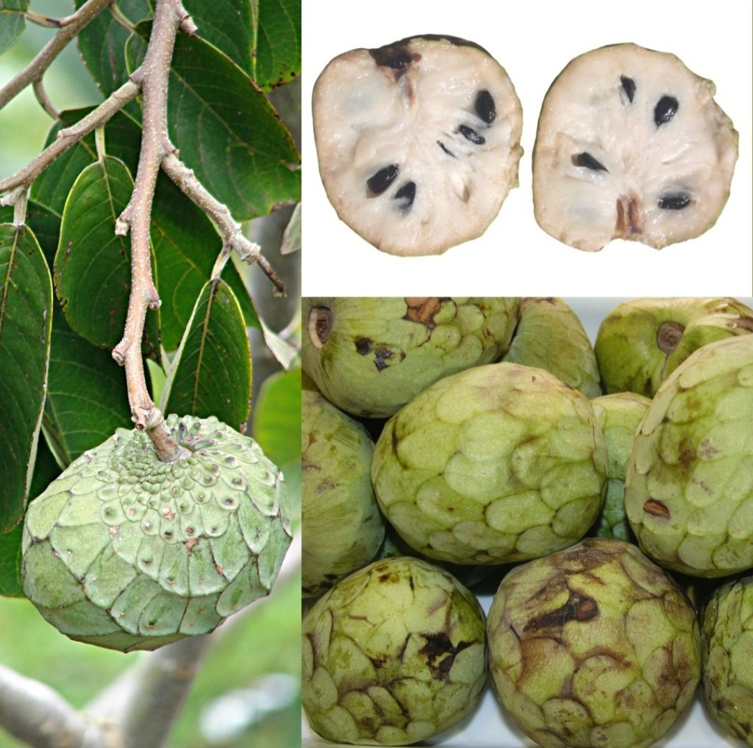 A cherimoia tem casca verde e áspera, que pode ser lisa ou apresentar pequenas protuberâncias. A polpa é branca, cremosa e macia, com várias sementes pretas e lisas. Com tamanho variável, pesando entre 200 e 800 gramas, tem sabor doce e aromático, que parece uma combinação de banana, abacaxi, morango, manga e papaia. Reprodução: Flipar