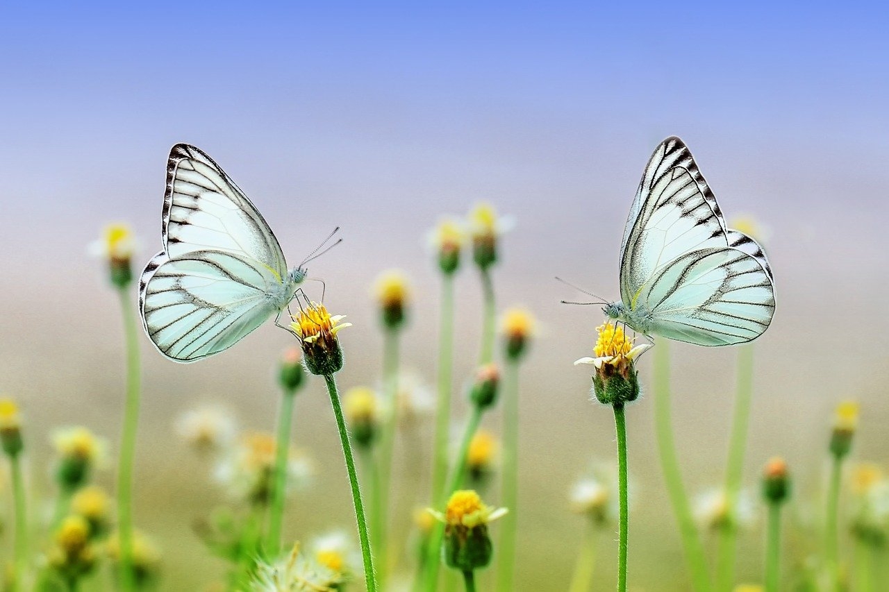 Qualquer que seja o tipo e a forma de borboleta, é sempre muito especial!  Reprodução: Flipar