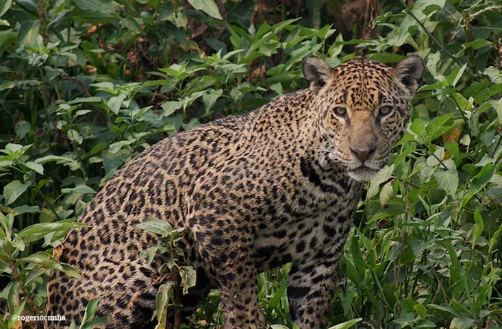 Onça Pintada - Maior felino das Américas, essa espécie de onça é caçada por fazendeiros e sua pele tem grande valor no mercado mundial.  Reprodução: Flipar