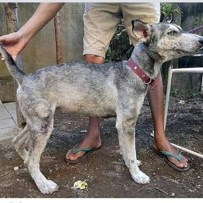 Antes e depois de cão resgatado. Foto: Artes de Cachorro