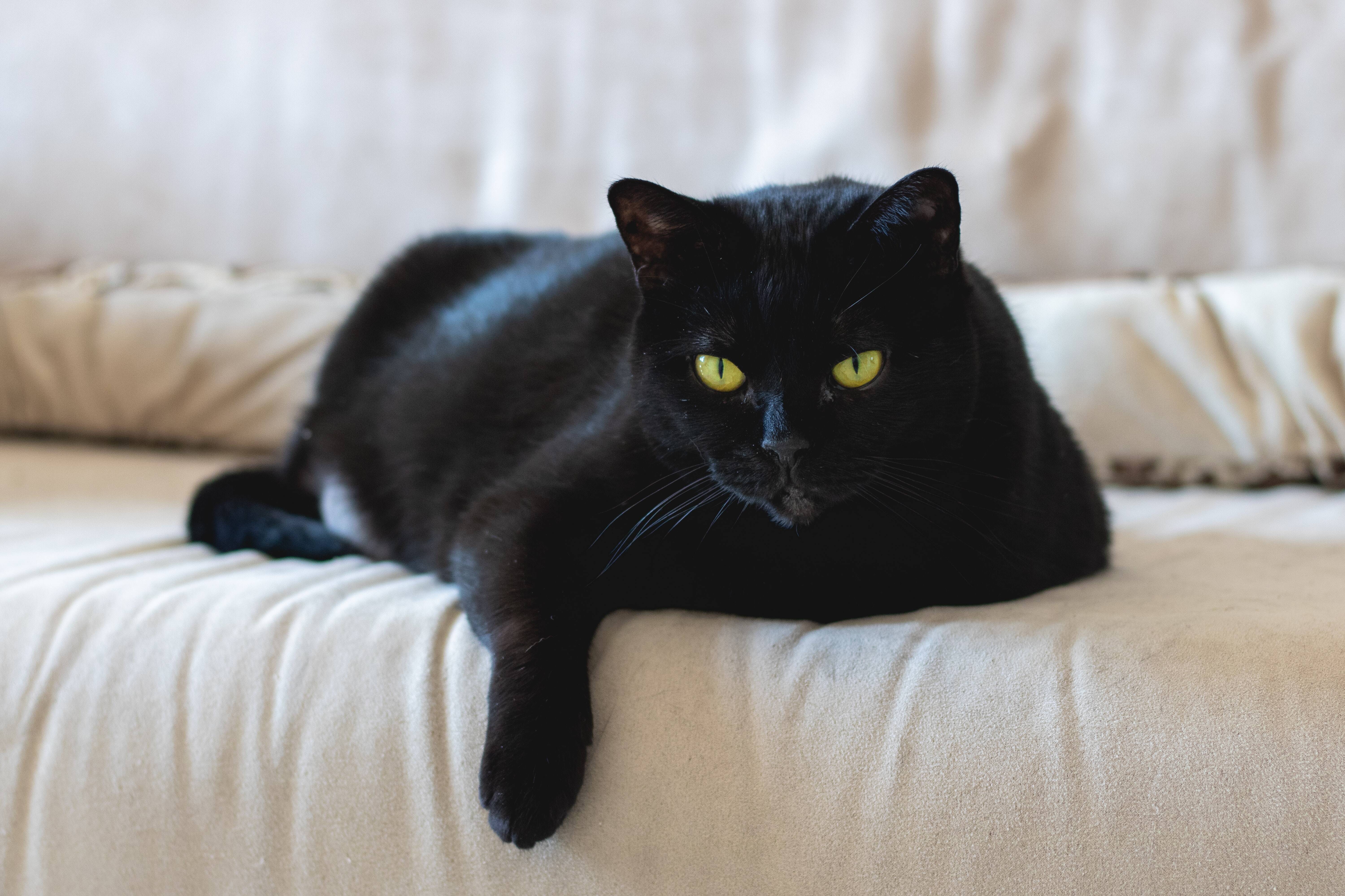 Os gatos pretos estão entre os mais carinhosos, segundo dizem alguns pesquisadores. Foto: Ergita Sela/Unsplash