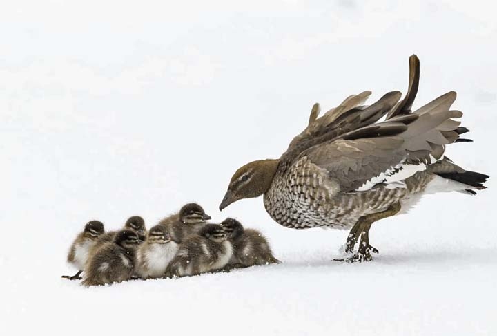 Patinhos juntos, Nova Gales do Sul, Austrália. Reprodução: Flipar