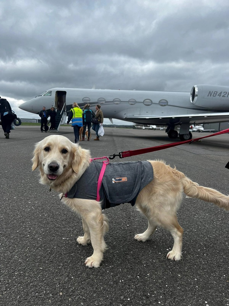 Olive, a Golden Retriever da freelancer Maddie Young. Foto: Arquivo pessoal