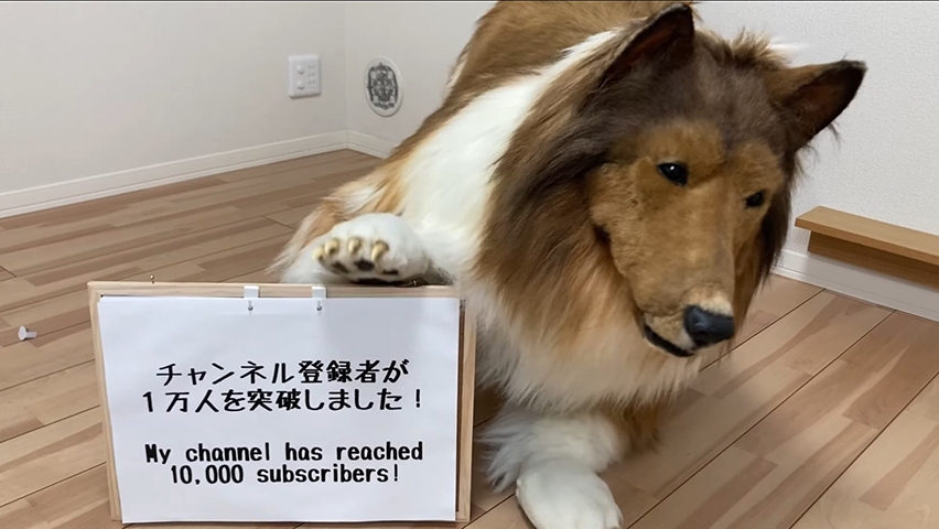Em abril de 2023, Toko usou o Youtube para agradecer pelo fato de ter chegado aos 10 mil inscritos (hoje já passa de 72 mil) na rede social de vídeos. Ele vibrou ainda com o fato de o primeiro vídeo,  na  ocasião, ter passado das 2,4 milhões de visualizações.  Reprodução: Flipar