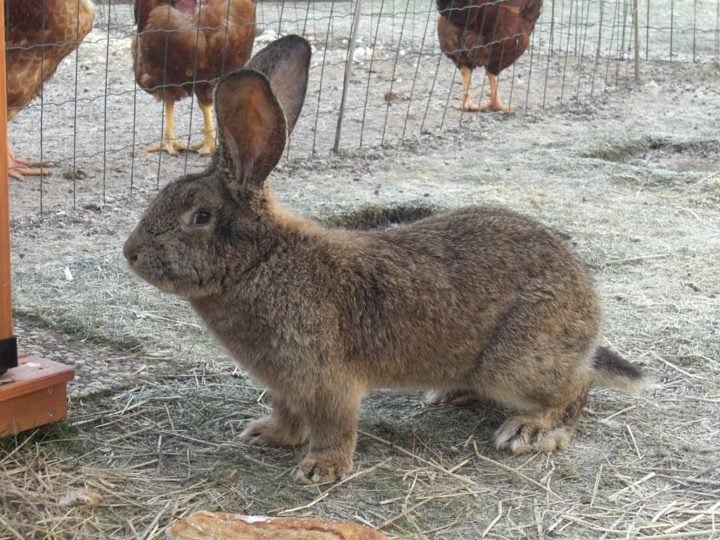 O tamanho de um coelho pode variar de acordo com a raça, desde mini coelhos de 1kg até gigantes da região de Flandres, na Bélgica, que chegam a pesar 8kg! Reprodução: Flipar