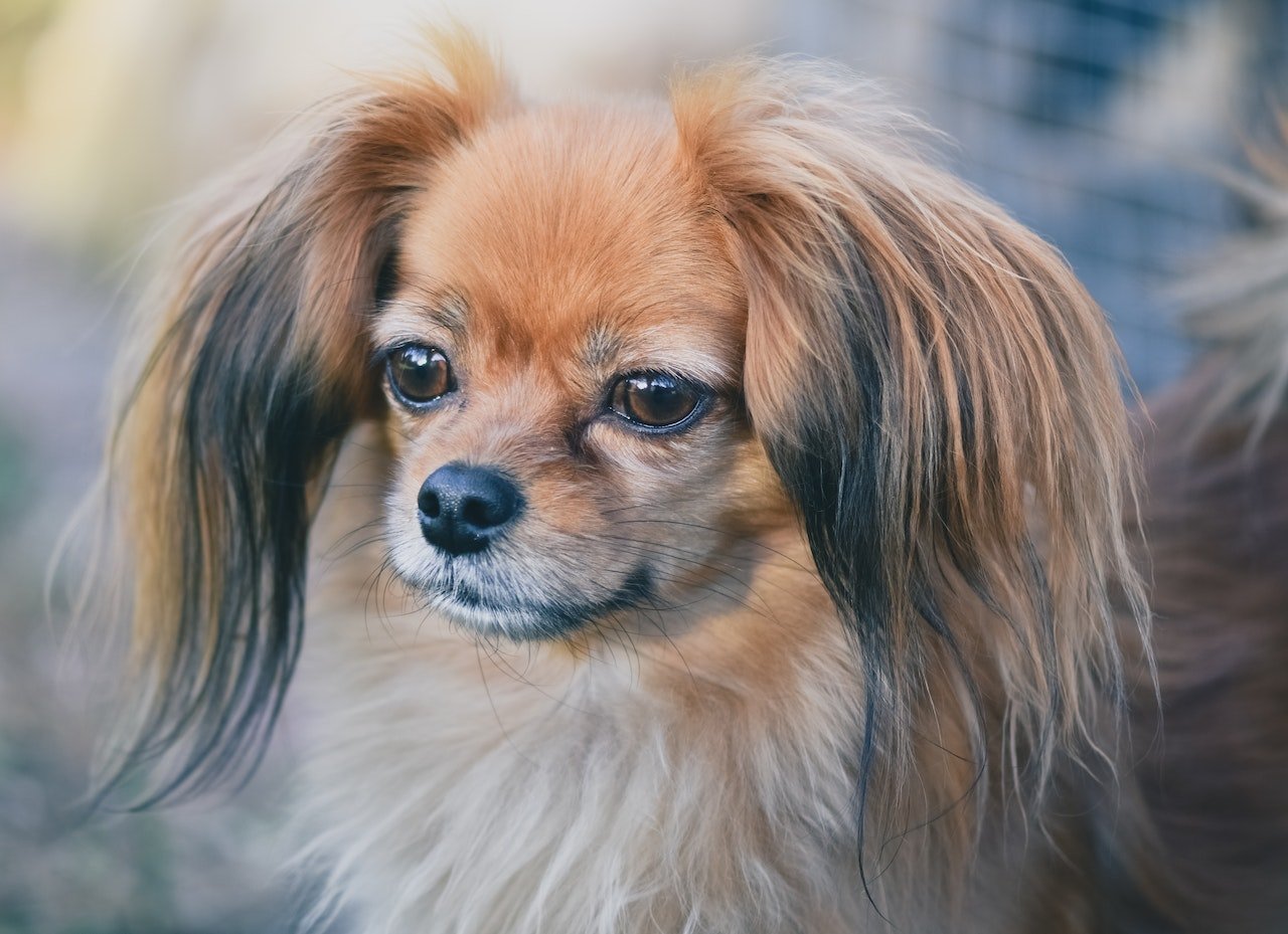 Phalène, a variação de orelhas caídas do Papillon. A única diferença entre as duas é a orelha. Foto: Alexas Fotos/Pexels