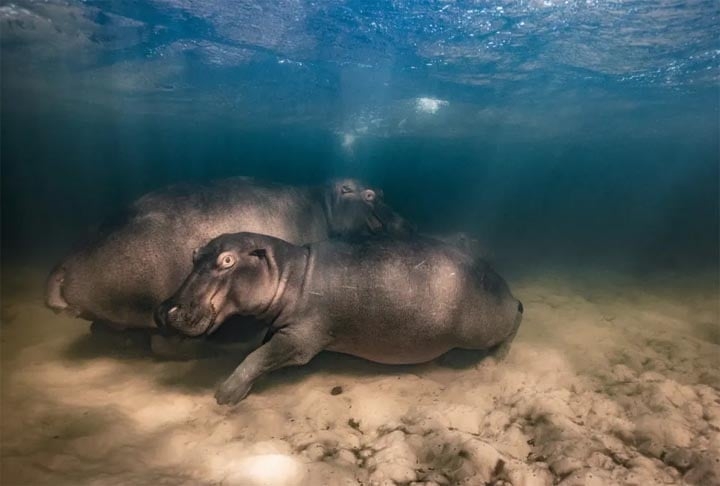 Categoria “Subaquático” - Nessa foto, o fotógrafo Mike Korostelev capturou um hipopótamo e dois filhotes passeando em um lago raso de águas cristalinas, na África do Sul.