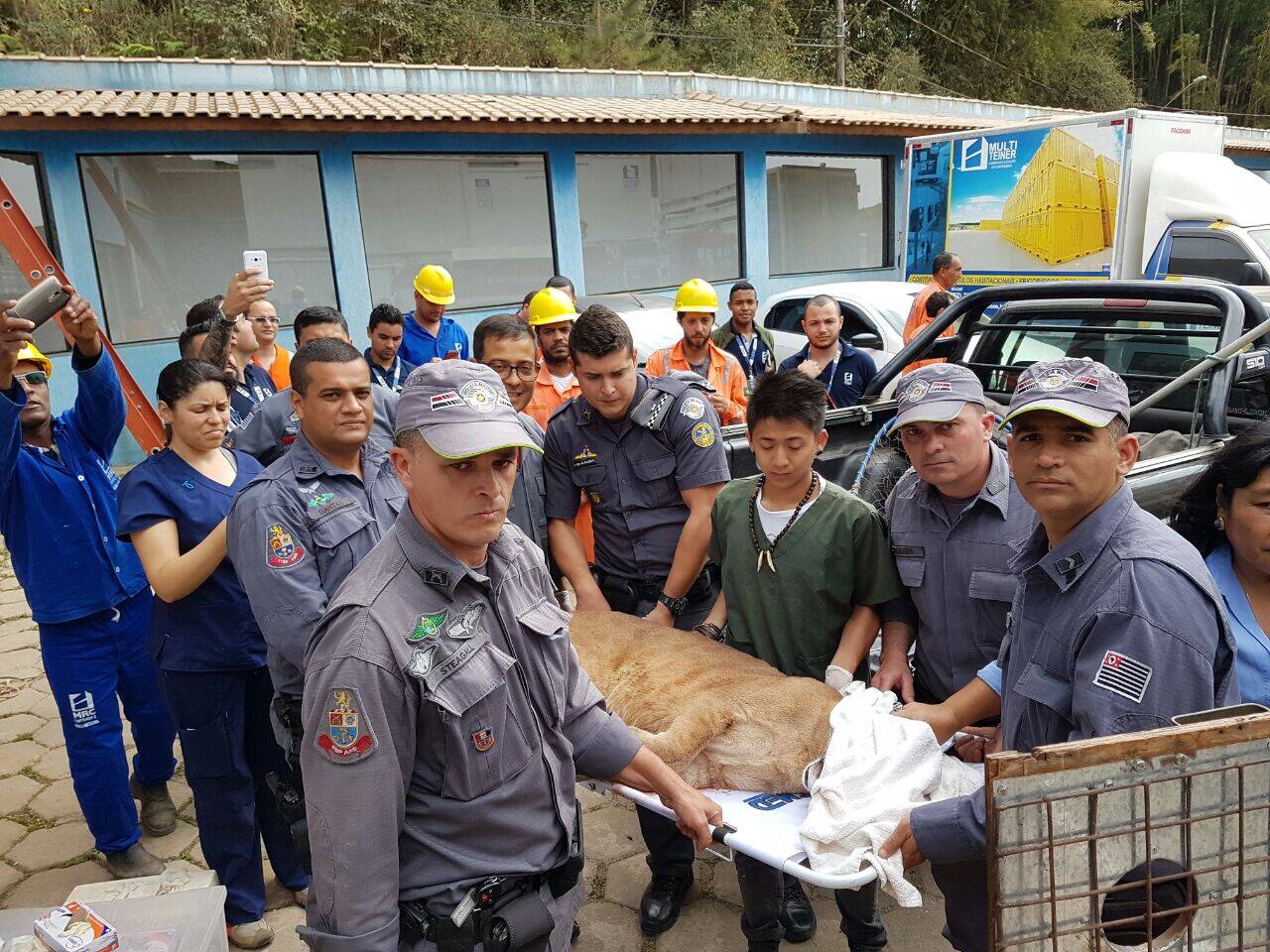 Operação para resgate da onça parda envolveu a Polícia Militar Ambiental, Bombeiros e ONG Mata Ciliar. Foto: Divulgação/Polícia Militar Ambiental