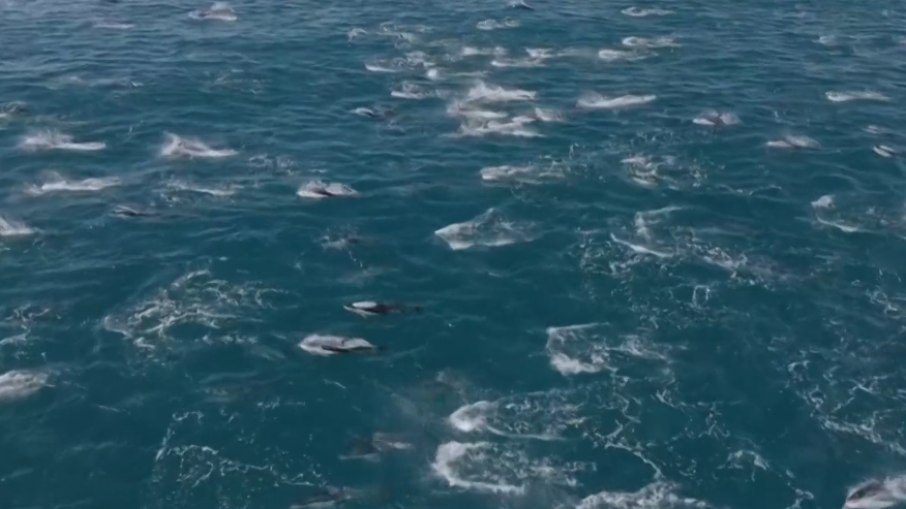 Evan Brodsky, um capitão de barco da Califórnia, fez um registro raro de um conjunto de mais de dois mil golfinhos na costa da Baía de Monterey, no estado americano. O impactante da cena é que a espécie golfinho-baleia-franca-do-norte costuma ser vista em águas mais profundas, distantes da costa. A informação é da agência de notícias AP.

 Reprodução: Flipar