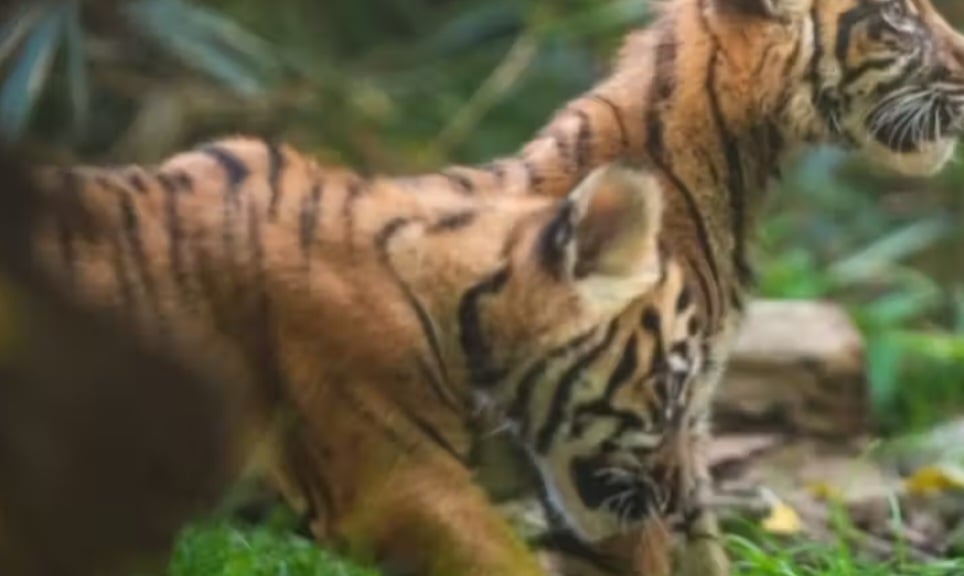 O tigre-de-sumatra (Panthera tigris sumatrae) é uma subespécie encontrada exclusivamente na ilha de Sumatra, na Indonésia. Vive em florestas tropicais densas e manguezais. Seu risco de extinção é causado principalmente pelo desmatamento para agricultura e plantações, além da caça ilegal para comercialização de suas partes no mercado negro.
 Reprodução: Flipar