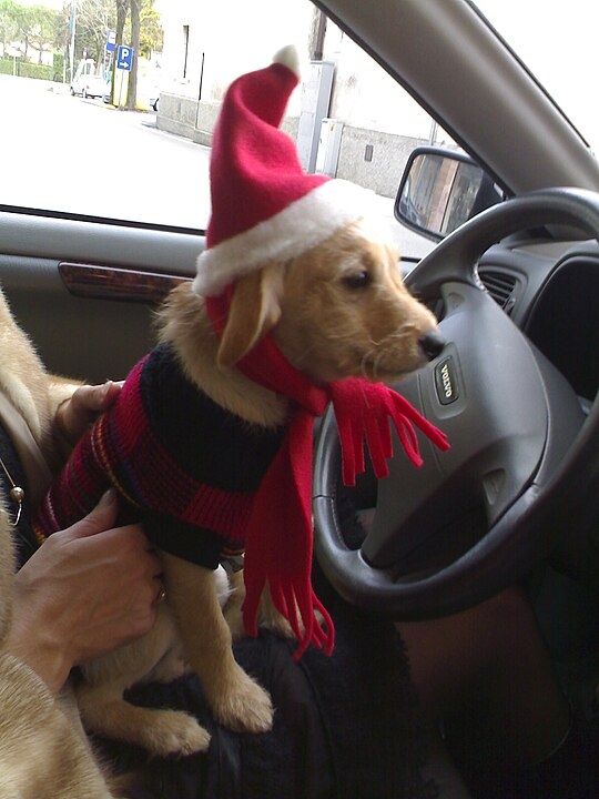 Os pets também não podem viajar no colo das pessoas, muito menos do motorista . O transporte do animal sem proteção é considerado uma infração de trânsito, com uma série de multas previstas pela legislação. 	 Reprodução: Flipar