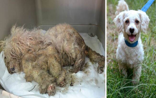O antes e depois dos animais adotados é surpreendente . Foto: Reprodução