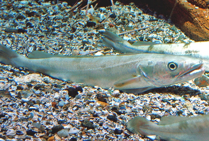 Merluza: Por ser mais magro e sem espinhas, o filé de Merluza é um dos peixes mais procurados pelos consumidores brasileiros. Reprodução: Flipar
