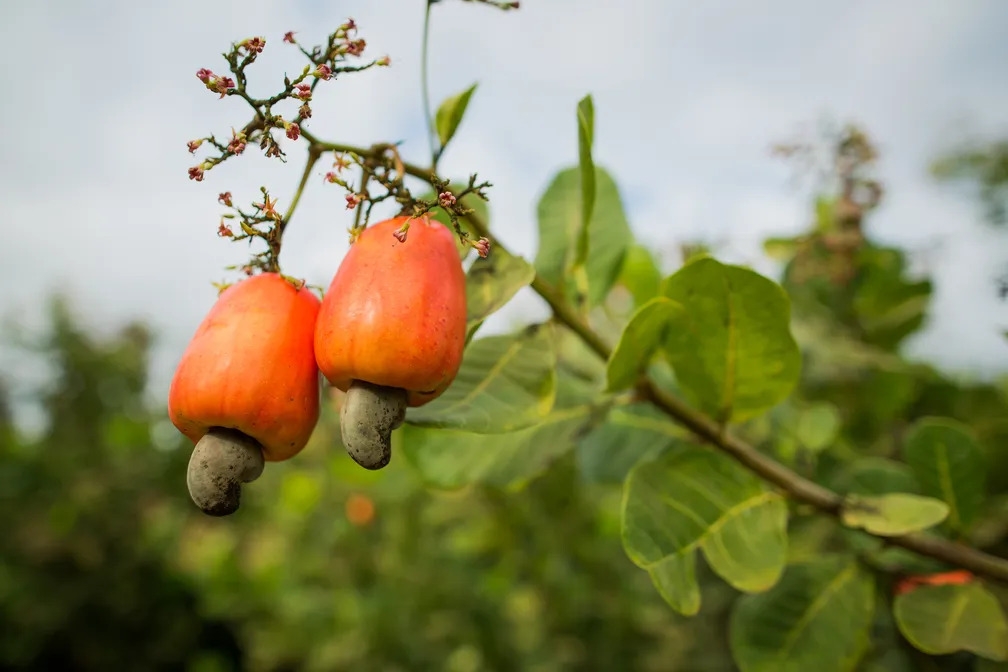 Além de tudo isso, o caju também um elemento cultural significativo no Brasil, visto que é profundamente ligado à cultura indígena. As comunidades nativas utilizavam o caju não apenas como alimento, mas também em rituais e tradições. Reprodução: Flipar