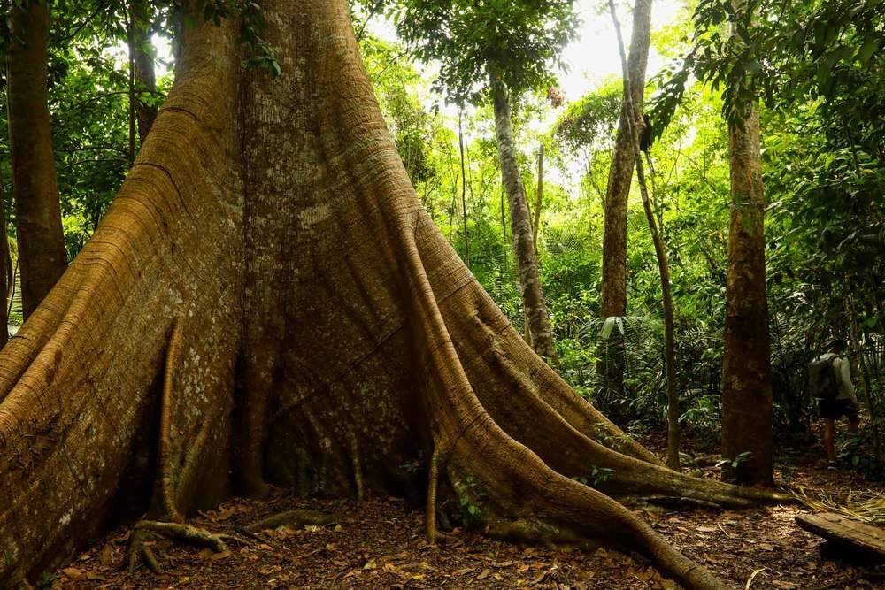 Floresta Nacional dos Tapajós abriga árvores de quase 70 metros. Foto: Melhores Destinos/Reprodução