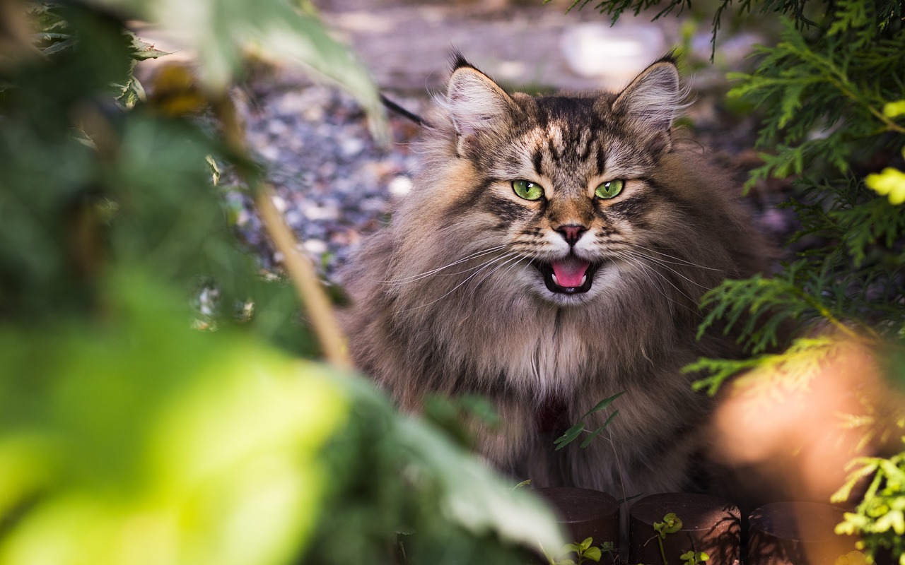 É recomendado que se trabalhe na  socialização do gato Siberiano, além de dar a ele um bom enriquecimento ambiental. Foto: Sunykiller/Pixabay