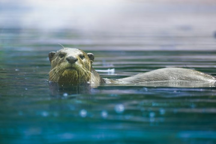 A ariranha, também conhecida como lontra-gigante, é o maior mustelídeo das Américas e uma das maiores espécies de lontra do mundo, podendo alcançar até 1,8 metro de comprimento. Reprodução: Flipar