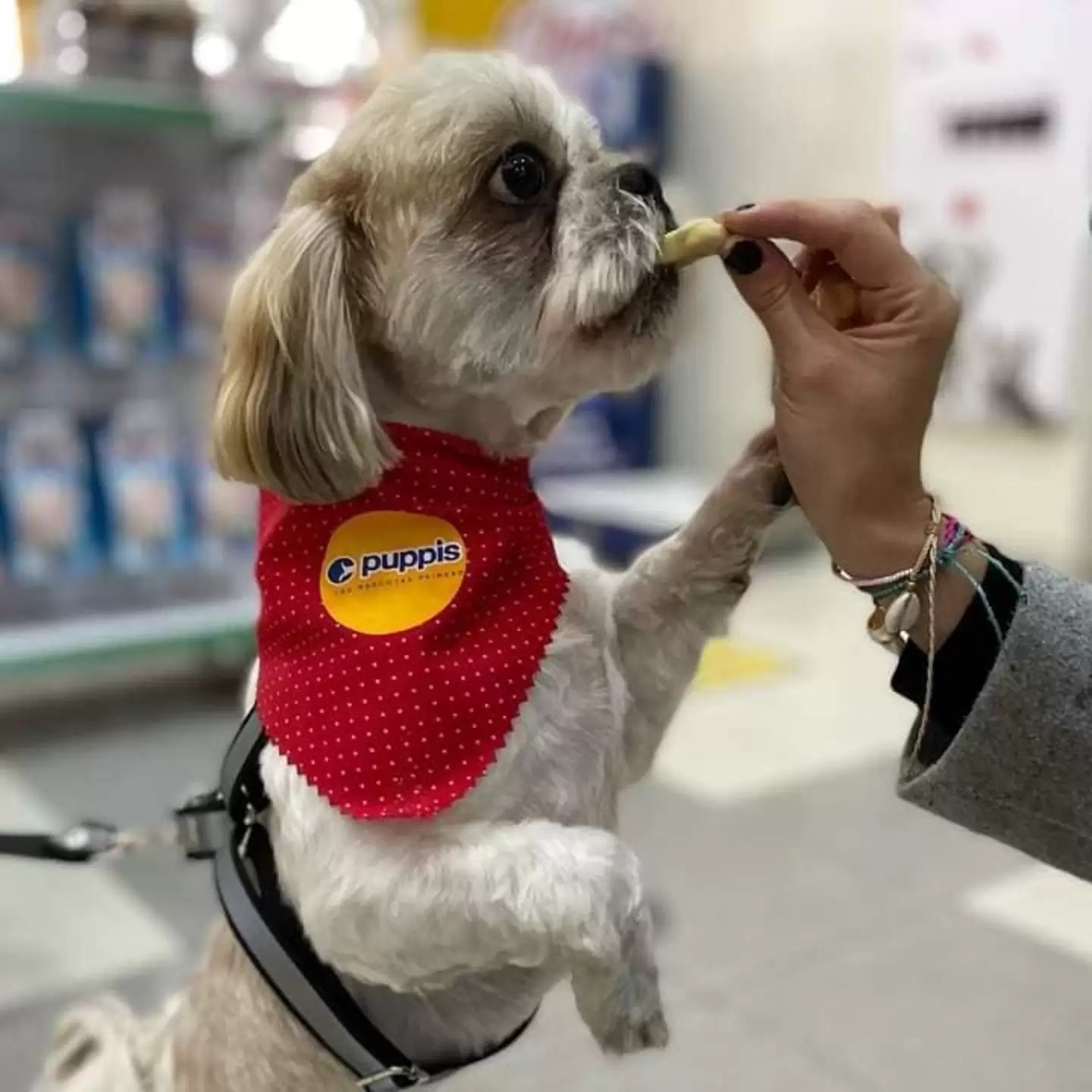 Toby foi deixado dentro de uma bolsa preta. Foto: Reprodução/Arquivo pessoal