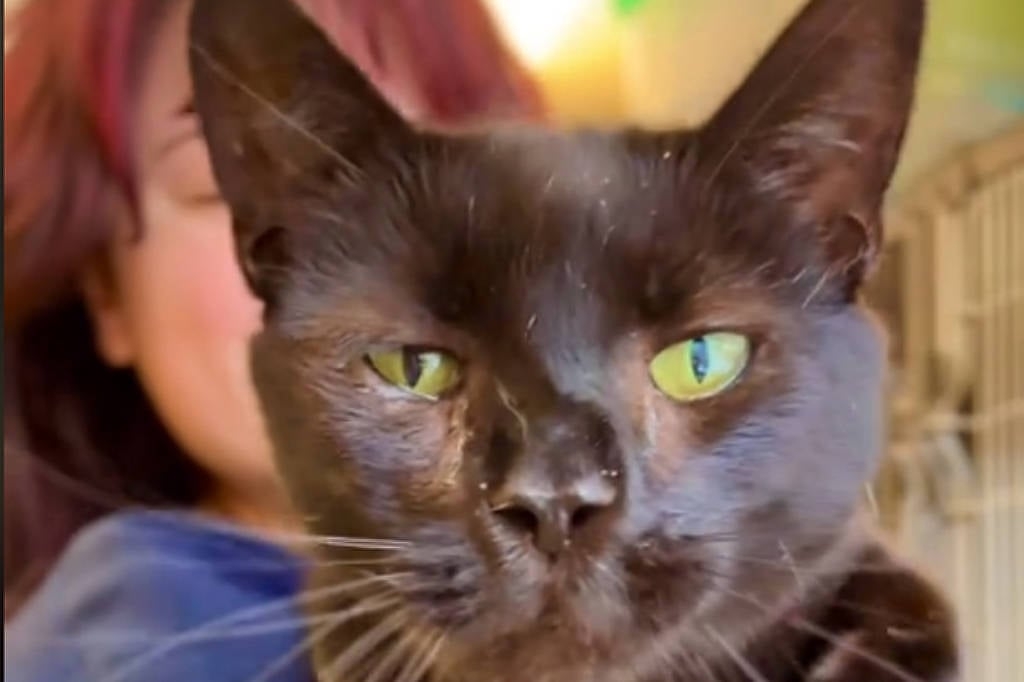 Após ser abandonado por mostrar-se “carinhoso demais”, um gato chamado Ravi passou a ser disputado por centenas de pessoas que desejavam adotá-lo. 
 Reprodução: Flipar