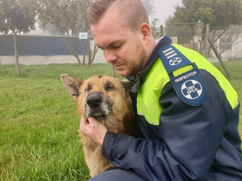 O inspetor-chefe Jaco Pieterse visitando Courage após o resgate. Foto: Reprodução/SPCA