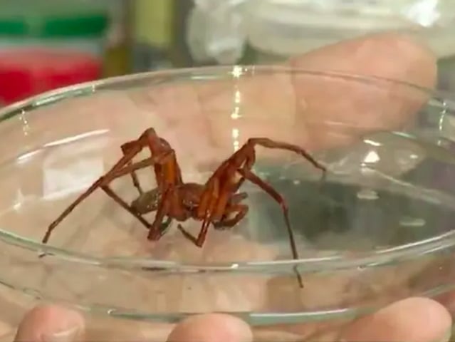 De 2021 para 2022, o Tocantins registrou um aumento de mais de 100% nas picadas de aranhas.