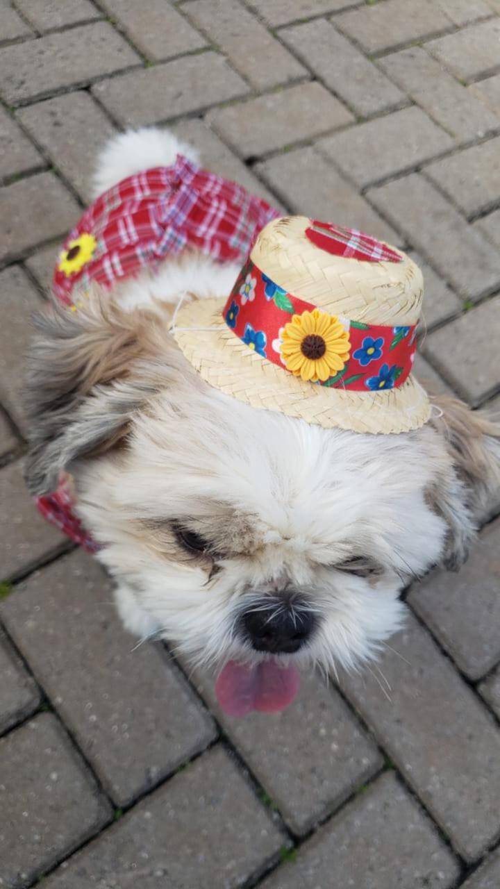 Coleção de festa junina exclusiva para pets inclui camisa e vestido xadrez, além de um chapéu de palha personalizado. Foto: Divulgação/fashionpuppiesoficial