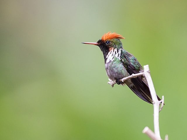 O Brasil tem 84 espécies de beija-flor. Dezesseis delas são endêmicas, ou seja, só existem aqui. E a menorzinha é o topetinho-vermelho, cujo nome científico é Lophornis magnificus. Com no máximo 6,8 cm já registrados, a ave tem beleza notável.  Reprodução: Flipar