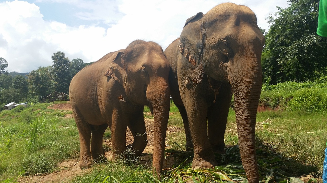 O elefante asiático, menor que o africano, mede de 2 a 3 metros, com 2 a 5 toneladas de peso.  Reprodução: Flipar