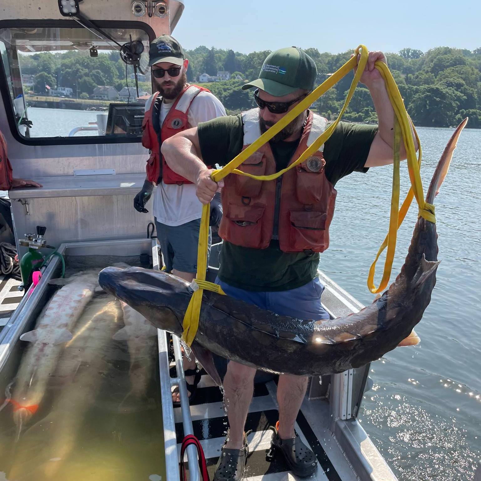 Peixe enorme foi encontrado próximo de Nova York Reprodução/Facebook/NYS Department of Environmental Conservation