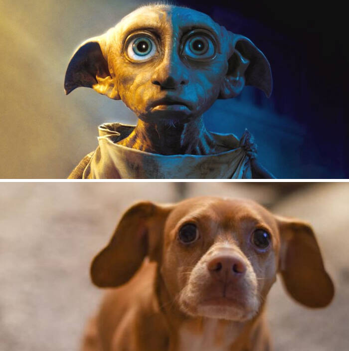 Pets como personagens de filmes. Foto: Pets como personagens de filmes