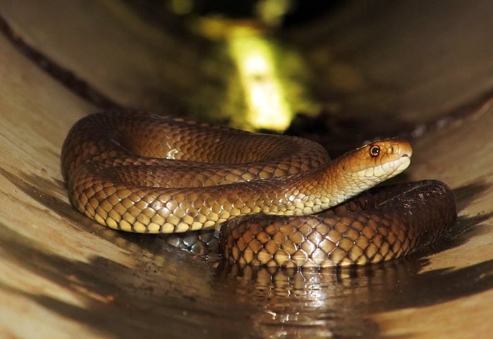 Cobra Marrom - É a cobra que mais mata na Austrália. Seu veneno é tão poderoso que até um filhote pode matar um ser humano. Basta 0,03 mg por quilo para ser letal. E, quando ela morde, injeta de 5 a 10 mg.  Reprodução: Flipar