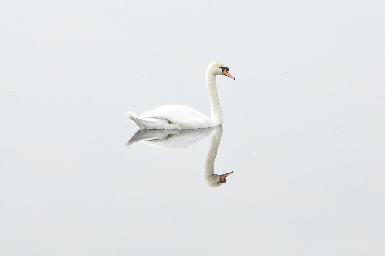 Os cisnes são naturalmente encontrados em ambientes temperados, raramente ocorrendo sua presença nos trópicos. Sendo assim, o número de ovos por postura é entre 3 e 8 ovos. Reprodução: Flipar