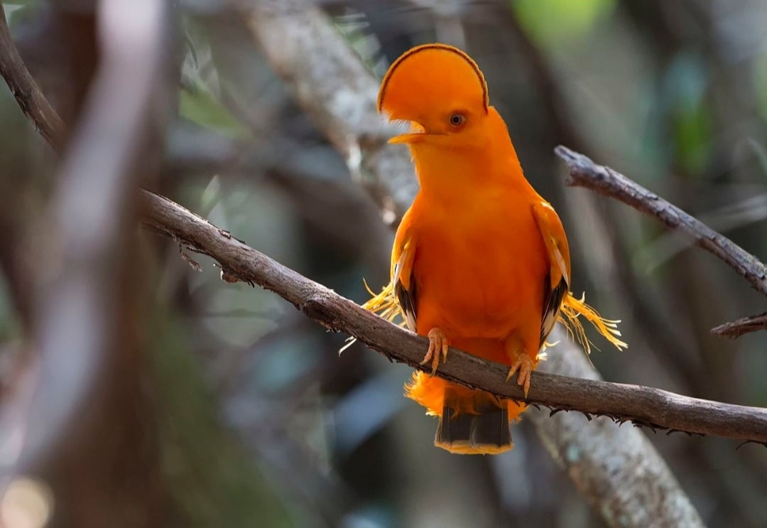Galo-da-serra (Rupicola rupicola) - Essa ave é nativa da América do Sul, especialmente nas florestas da Amazônia. Vive em áreas montanhosas e cavernas, onde se abriga e nidifica. Pode viver cerca de 15 anos. Reprodução: Flipar