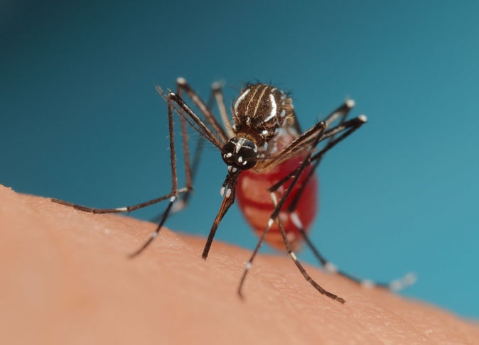 De olho nos criadouros - Aqui a dica inclui o Aedes aegypti, transmissor de doenças como febre amarela, dengue, zika vírus e febre chikungunya. 
 Reprodução: Flipar