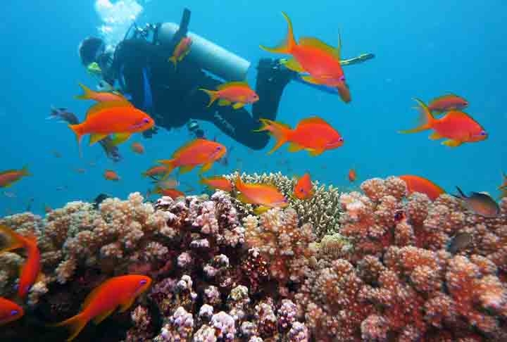 Ele destaca que os recifes são um dos ecossistemas mais valiosos do planeta e que, entre as oportunidades, estão a utilização das áreas para recreação e turismo, especialmente para mergulho e o potencial tecnológico. Reprodução: Flipar