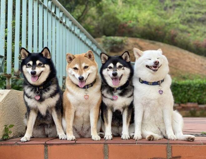 Os cães da raça Shiba Inu divertem em fotos nas redes sociais. Foto: yokokikuchi