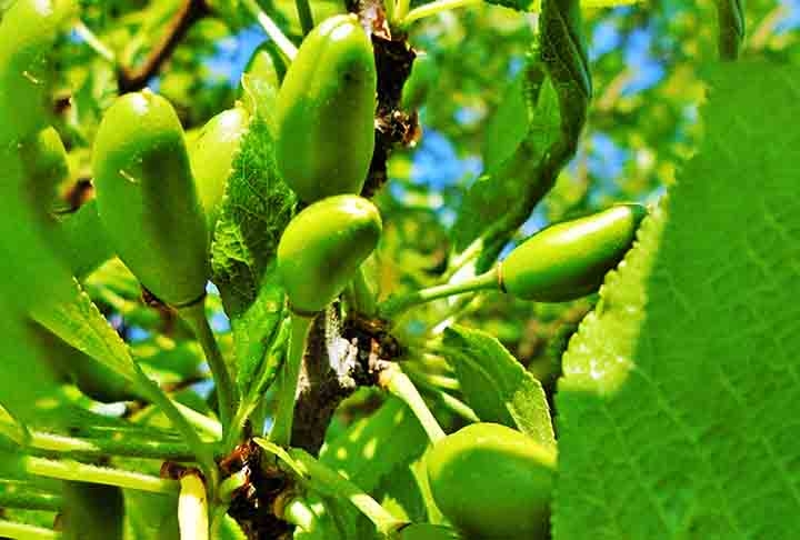 As ameixas também são reconhecidas por suas propriedades que auxiliam no controle da glicose no sangue. As fibras solúveis presentes na fruta ajudam a regular os níveis de açúcar, tornando-a uma excelente opção para quem busca prevenir ou controlar o diabetes.  Reprodução: Flipar