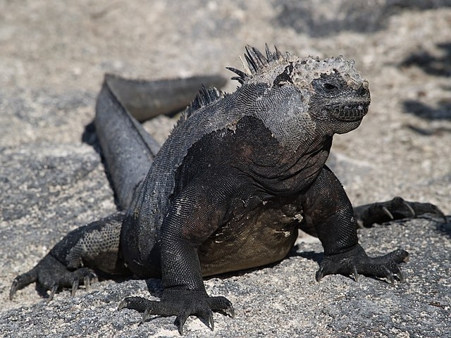 Já as iguana-marinha (Amblyrhynchus cristatus) são nativas das Ilhas Galápagos, o paraíso pertencente ao Equador onde Charles Darwin se impressionou, inspirando-se para o Livro A Origem das Espécies Reprodução: Flipar