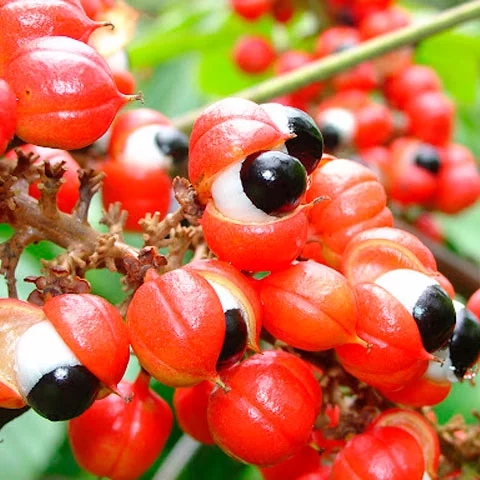 Guaraná: Originário da Amazônia, pode ser encontrado também no Peru, Colômbia e Venezuela. O pó de guaraná ajuda a estimular  o metabolismo por ser farto em cafeína e antioxidantes. Reprodução: Flipar