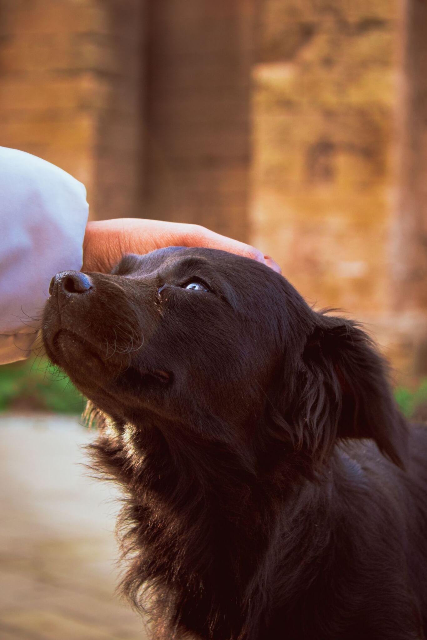 1. Faça carinho quando o cão obedecer  Conforme a veterinária Ivana Carvalho, pular nas pessoas assim que elas chegam é uma espécie de saudação e significa que o cachorro quer atenção.  Para evitar esse comportamento, você pode começar a ensiná-lo a se sentar e fazer carinho somente quando ele obedecer a esse comando. Reprodução: EdiCase