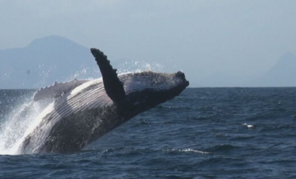 As baleias-jubarte, que deixaram em 2014 a lista de animais com risco de extinção, voltaram a se reproduzir no mar de Pernambuco. Nos últimos anos, a espécie estava concentrada entre os litorais do Espírito Santo e da Bahia. Agora, elas retornaram à porção mais ao norte da costa nordestina devido ao crescimento da população de jubartes.
 Reprodução: Flipar