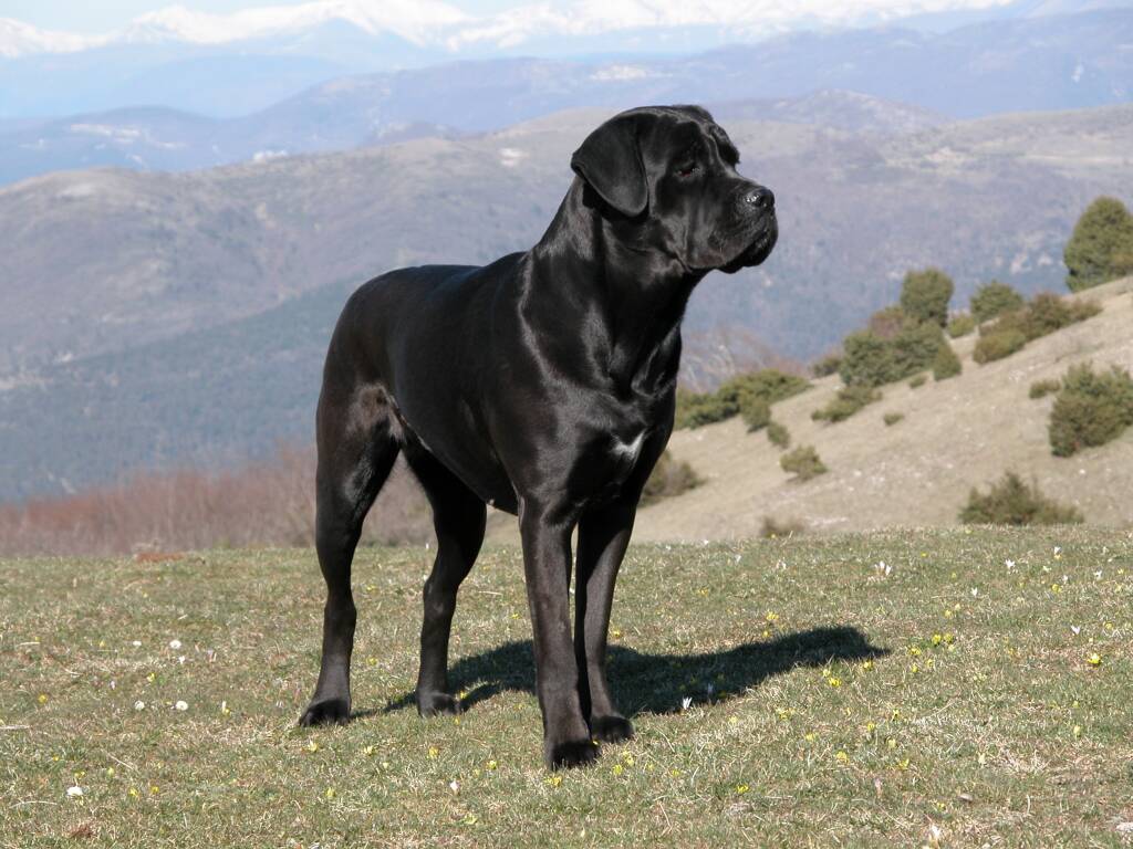 O Cane Corso é considerado um dos melhores cães de guarda existentes . Foto: Reprodução