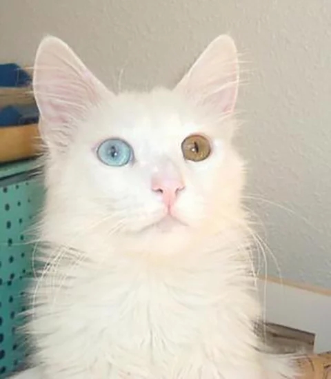 Angorá - Originário da Turquia. Conhecido na Europa desde o século 17. Tem pelagem longa e sedosa, com predominância do branco e do laranja. A cor dos olhos varia.  Alguns gatos têm um olho de cada cor. Vive de 12 a 18 anos.   Reprodução: Flipar