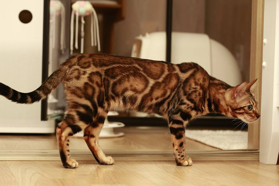 O bengal em pelos curtos e com desenhos que o fazem ser bastante semelhante ao ancestral leopardo. Foto: lshman000/Pixabay