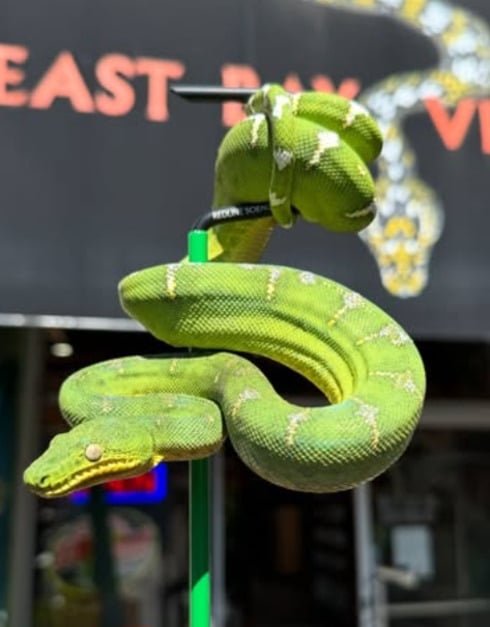 local abriga dezenas de espécies de serpentes, lagartos, tartarugas, sapos e invertebrados. Muitos animais ficam expostos em recintos acessíveis ao público. As visitas são educativas e atraem famílias, escolas e pesquisadores Reprodução: Flipar