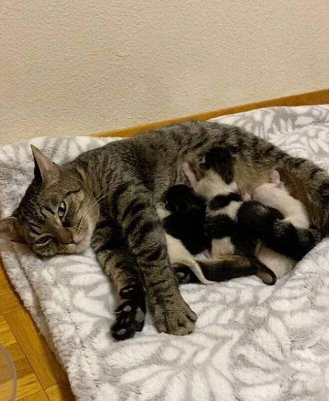 Mocha é uma mãe muito amorosa com os filhotes. Foto: Ângela Su