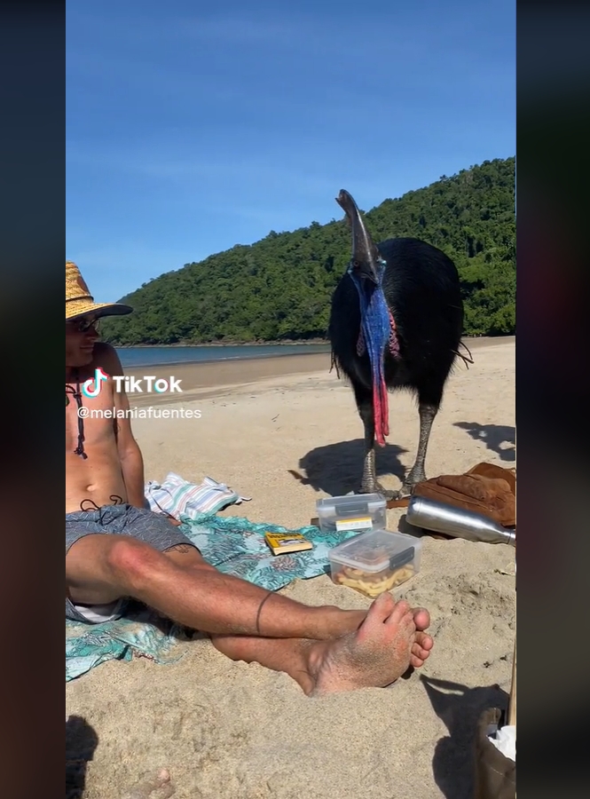 O casuar é considerado uma das aves mais perigosas do mundo devido à sua força, agressividade e garras afiadas. Ele possui uma garra em forma de adaga no segundo dedo de cada pé, que mede até 12 cm e pode causar ferimentos graves nas pessoas e em outros animais. Reprodução: Flipar