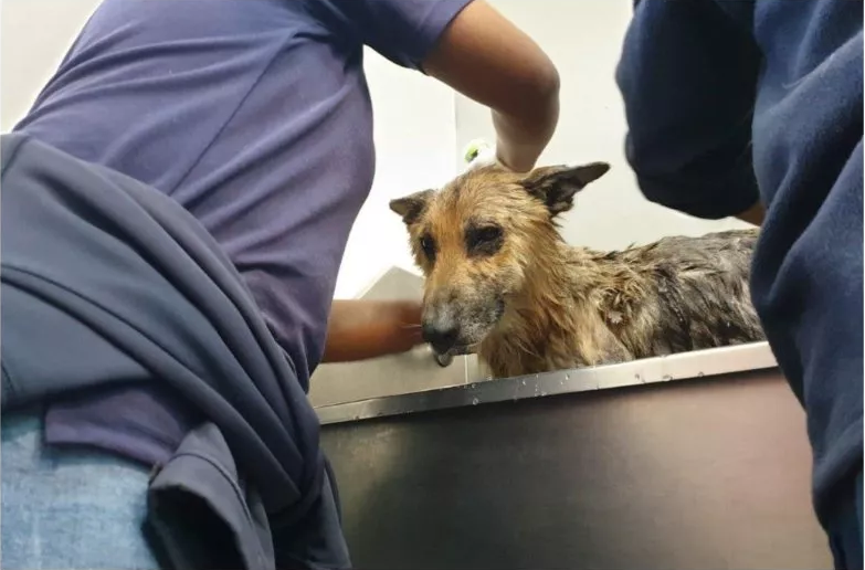 Agora ele está recebendo muito carinho de seus salvadores. Foto: Reprodução/SPCA