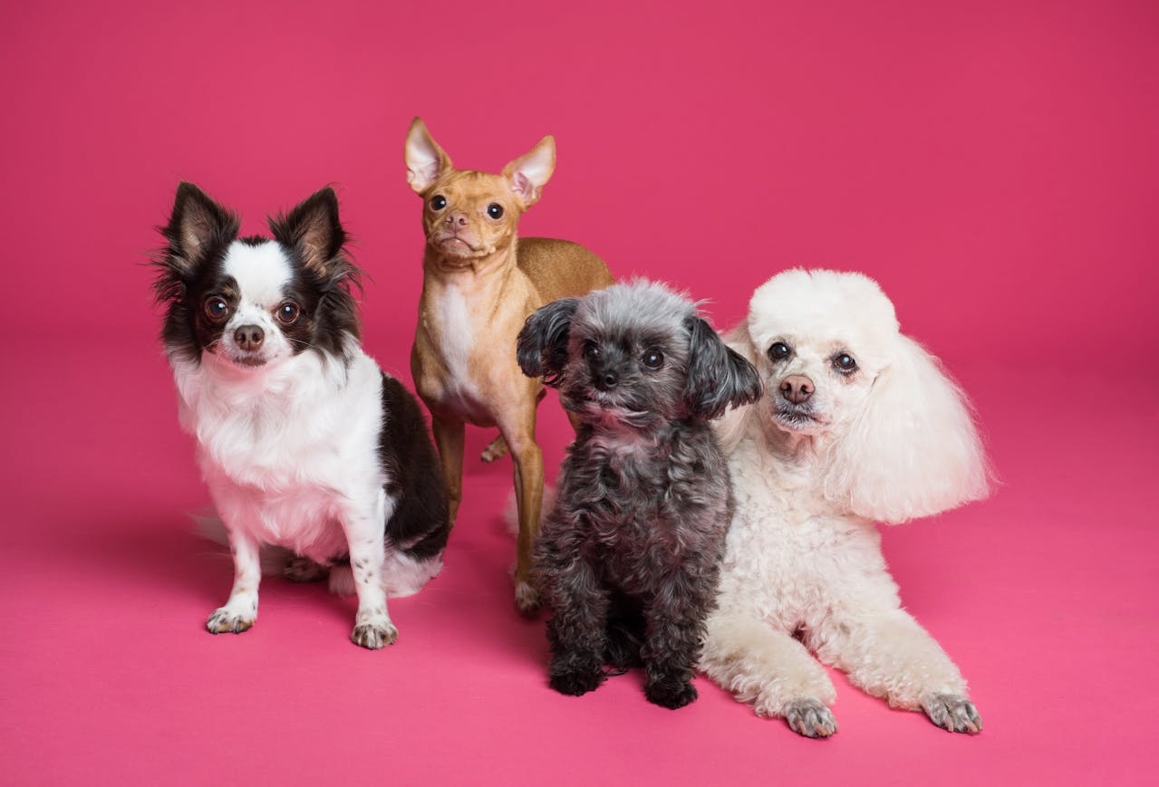 Em relação à socialização, o Poodle geralmente se dá bem com outros animais, especialmente se socializado desde filhote. Ele tende a ser amigável e não é agressivo, tornando-se uma boa escolha para famílias que possuem outros cães ou até mesmo gatos. Reprodução: Flipar