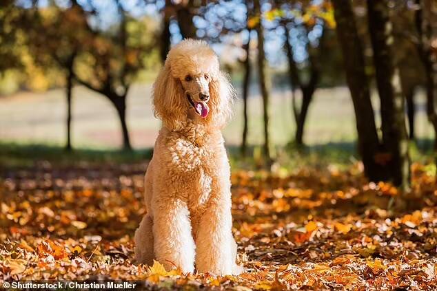 Poodle gigante é o primeiro cão na Espanha a ser identificado com a variante britânica do coronavírus. Foto: Christian Mueller/Shutterstock